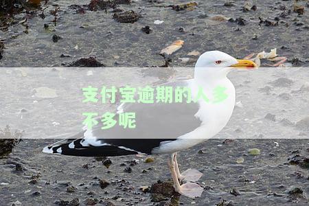 支付宝逾期人数及额度统计：概算有多少人逾期？