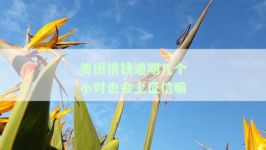 美团借钱逾期几个小时会上征信吗？真相揭晓！