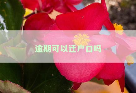 逾期可以迁户口吗，逾期会影响户口迁移吗？答案在这里！