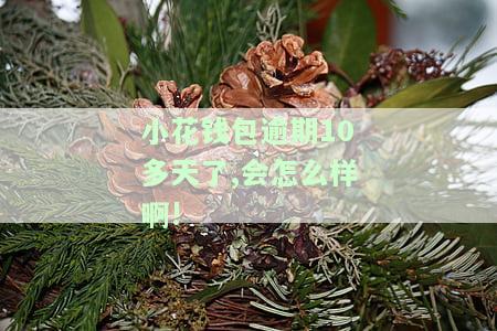 小花钱包逾期10多天了,会怎么样啊!