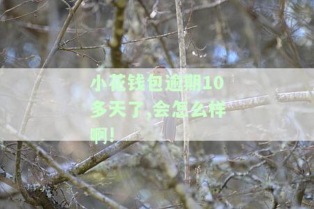 小花钱包逾期10多天了,会怎么样啊!