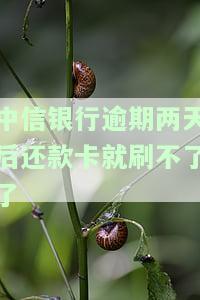 中信银行逾期两天后还款卡刷不了？解决方案在这里！
