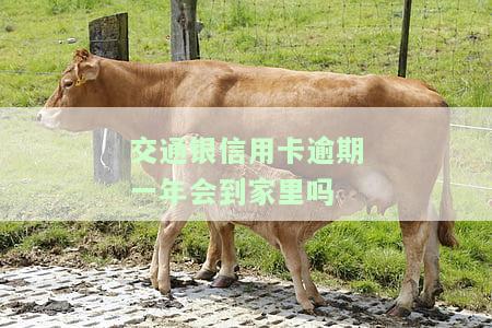 交通银行信用卡,9000逾期半年了,会怎么样，你的交通银行信用卡逾期半年，将会面临什么后果？
