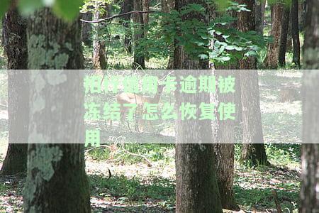 如何解冻招商型银行信用卡逾期冻结的账户？