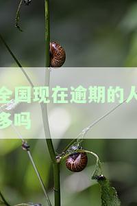 目前全国逾期人数，最新数据：全国逾期人数现状解析