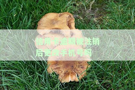 信用卡逾期被注销后，能否更改手机号？会影响使用吗？安全吗？