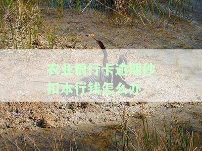 农业银行逾期扣款怎么回事？详解原因及解决办法