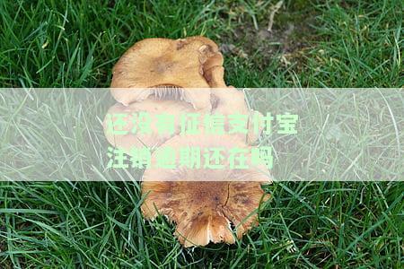 还没有征信支付宝注销逾期还在吗有影响吗，未注销支付宝且存在逾期，会对个人征信产生影响吗？