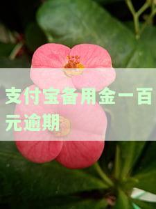 支付宝备用金一百元逾期-支付宝备用金一百元逾期会怎么样