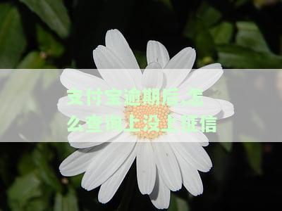 支付宝逾期后，如何查询是否已上征信？