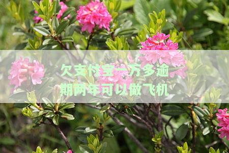 支付宝逾期能做飞机吗，支付宝逾期会影响坐飞机吗？