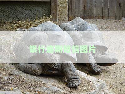 银行逾期短信图片真实，确认无误！这张银行逾期短信图片是真实的