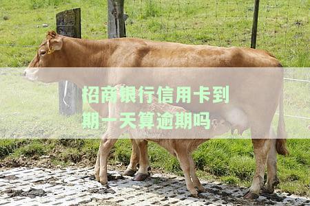 招商银行信用卡到期一天算逾期吗知乎，信用卡还款有疑问？答案在此：招商银行信用卡到期一天是否算逾期？