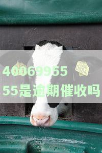 4006995555是逾期催收吗？已协商好还款，仍是催收电话吗？
