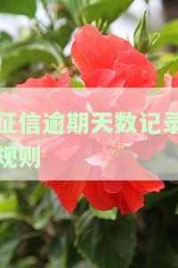 详解征信逾期天数记录规则：内容、含义与形式