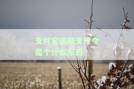 支付宝逾期条款详解：内容、影响与撰写建议