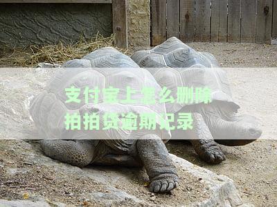 拍拍贷支付宝还款，如何使用拍拍贷和支付宝进行还款？
