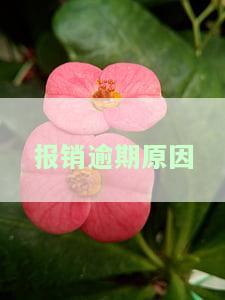 报销逾期原因怎么填？详细解答