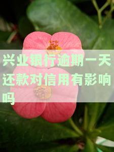 兴业银行逾期一天还款会影响信用吗？如何解决？