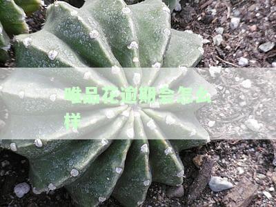 唯品花逾期怎么办，如何解决唯品花逾期问题？