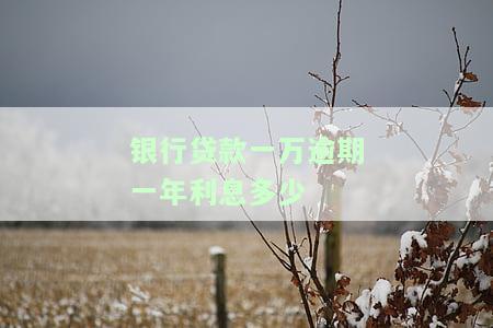 贷款一万逾期一年有何后果？影响解析