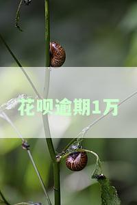 花呗逾期1万-花呗逾期1万40天了第三方打电话说上门是真的吗