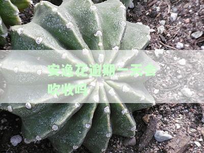 安逸花逾期一天：何时能再使用？对征信有影响吗？会产生逾期费用吗？