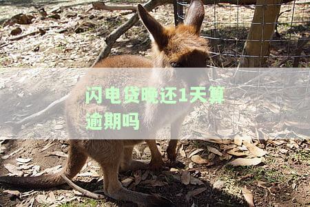闪电贷逾期一天会上征信吗，闪电贷逾期一天是否会影响个人征信？