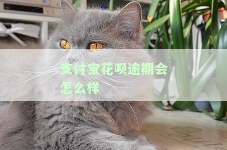 支付宝花呗逾期会如何处理？影响详解