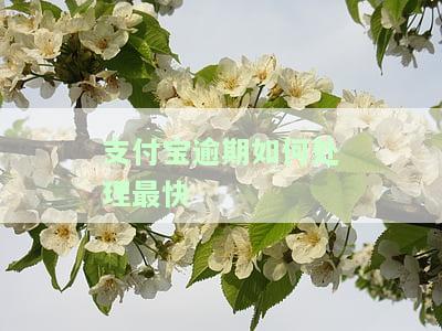 支付宝逾期处理方案2020，支付宝发布2020年逾期处理方案