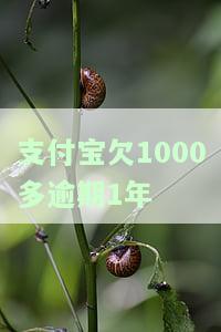 支付宝欠1000多逾期1年会怎样，逾期一年，支付宝欠款1000多元会产生什么后果？