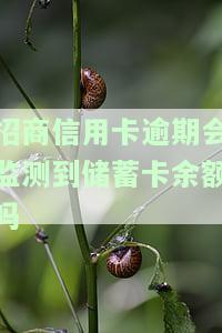 招商银行逾期是否会影响其他银行信用额度？