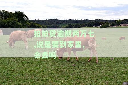 拍拍贷逾期两千多今晚需还款？怎么办？