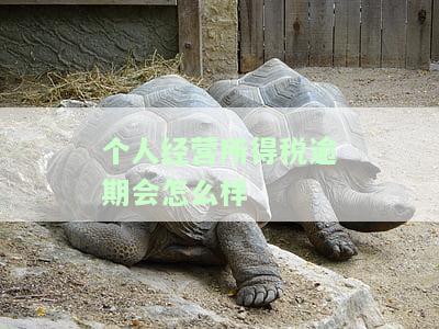 个人经营所得税逾期会怎么样处理？未申报如何解决？