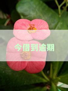 今借到逾期还不起会有什么后果，警惕！今借到逾期未还的严重后果