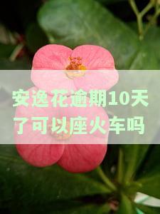 安逸花逾期10天了可以座火车吗-安逸花逾期10多天了,还能再借出来吗