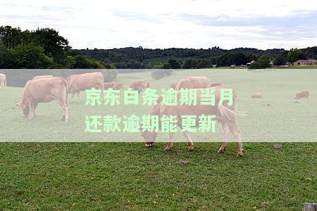 逾期还上当月需还后被要求全额还款，该怎么办？