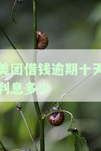 美团借钱逾期十天利息多少