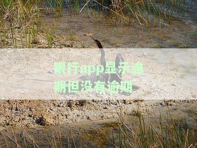 银行显示逾期但无逾期记录：如何处理？