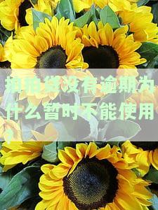 拍拍贷无逾期为何暂无法使用？