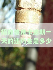 招商信用卡逾期一天的违约金是多少啊，关于招商信用卡逾期一天的违约金问题，你需要了解这些信息！