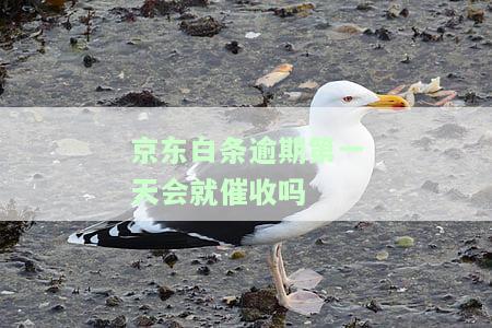 逾期第一天会催收吗？是真的吗？