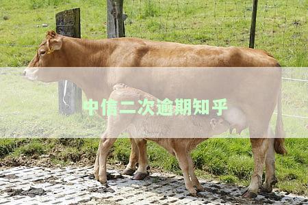 中信银行贷款逾期2天会否上征信？影响及解决办法