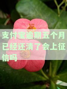 支付宝逾期五个月已经还清了会上征信吗