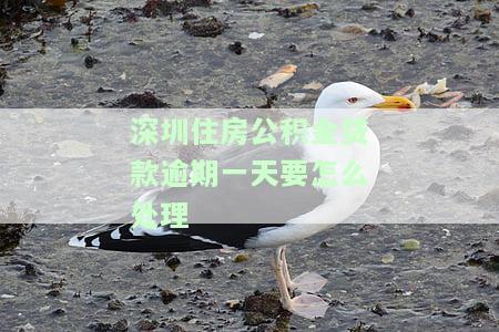 深圳公积金逾期还款，重要提醒：深圳公积金逾期还款将产生严重后果！