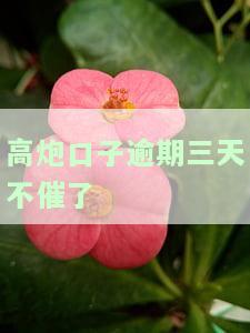 高炮口子逾期三天不催了