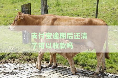支付宝逾期后还款，能否继续收款？安全性如何？