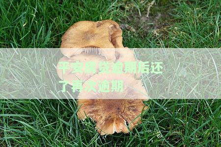 平安房贷逾期还清后又逾期，如何解决？