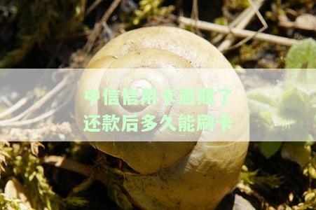 中信信用卡逾期了还款后多久能刷卡，如何知道中信信用卡逾期还款后何时可以再次使用？