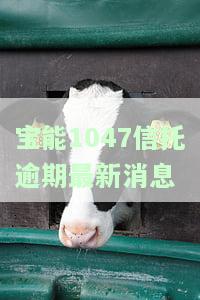 宝能的信托怎么样，深度解析：宝能信托的表现如何？